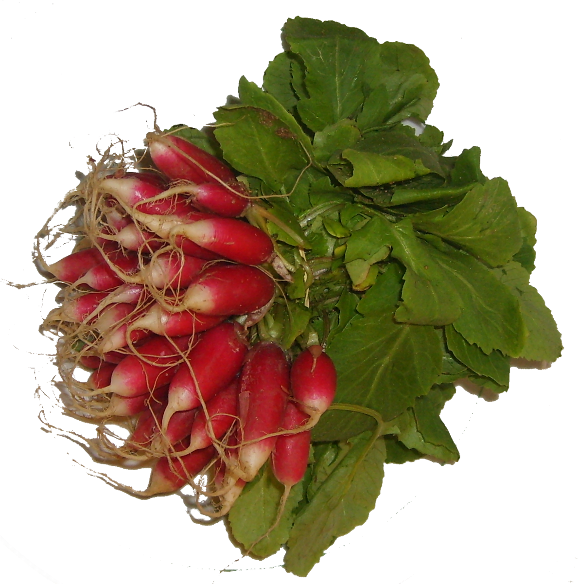 Radish (1200x1200), Png Download