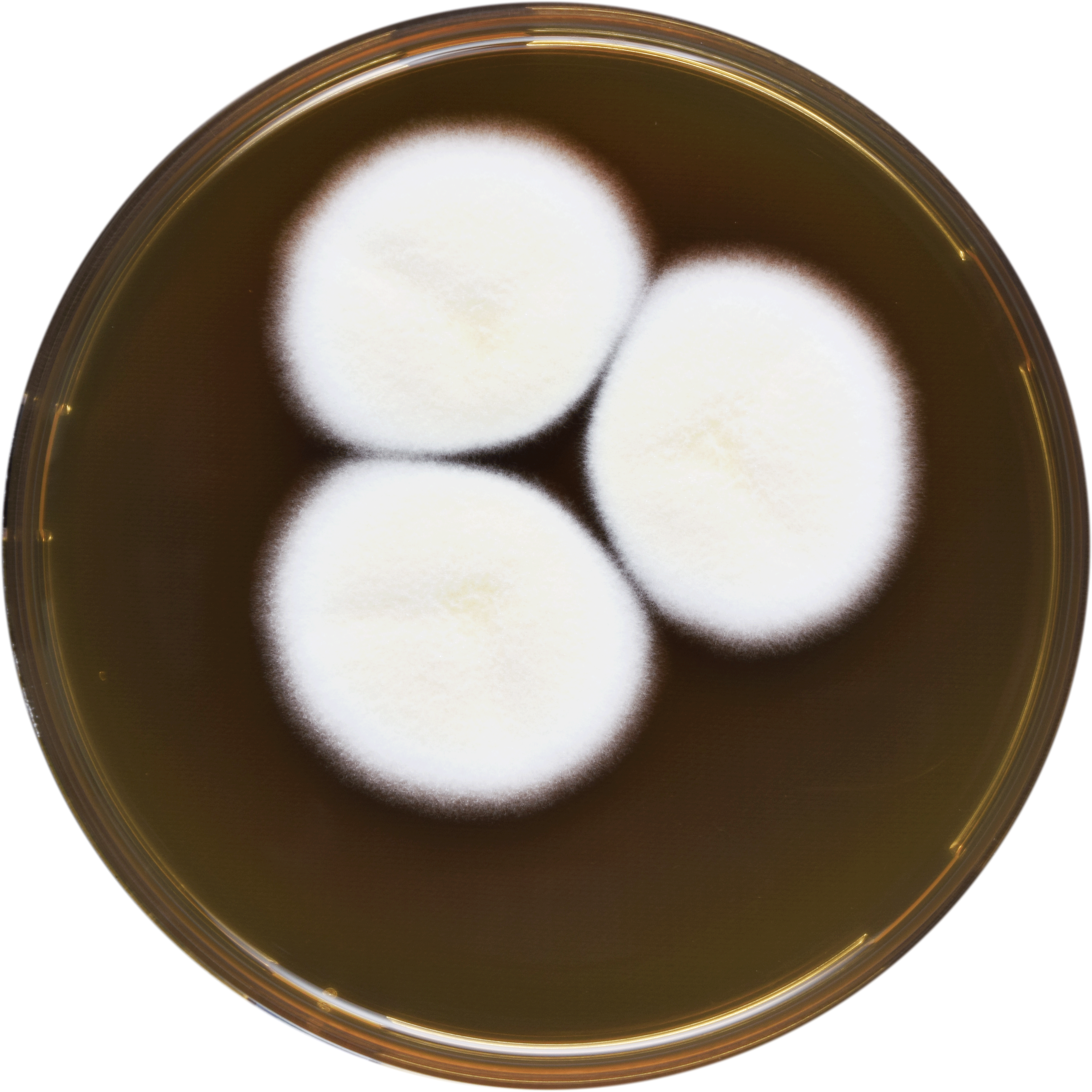 Aspergillus Desertorum Meaox - Dish (3522x3522), Png Download