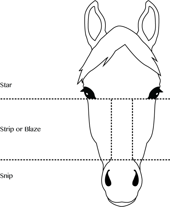 Horse & Pony Face Markings - Horse (590x696), Png Download