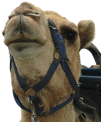Camel-face - Arabian Camel (330x400), Png Download