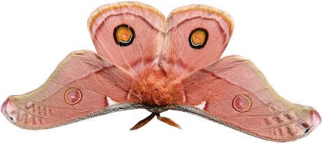 Fairylilies - Riodinidae (500x333), Png Download