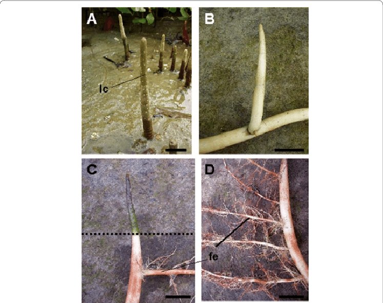 The Aerial Part With Green Color And Many Lenticels - Cypress Knee (747x591), Png Download