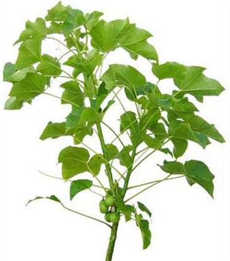 Aerial Parts Of Jatropha Curcas - Jatropha Biodiesel (902x537), Png Download