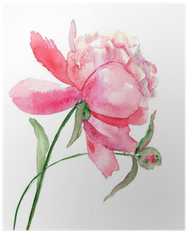 Póster Hermosa Flor De Peonía, La Pintura De La Acuarela - Watercolor Flower Drawing (400x400), Png Download