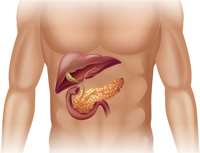 Pancreatic Cancer In Body - Human Pancreas (700x515), Png Download