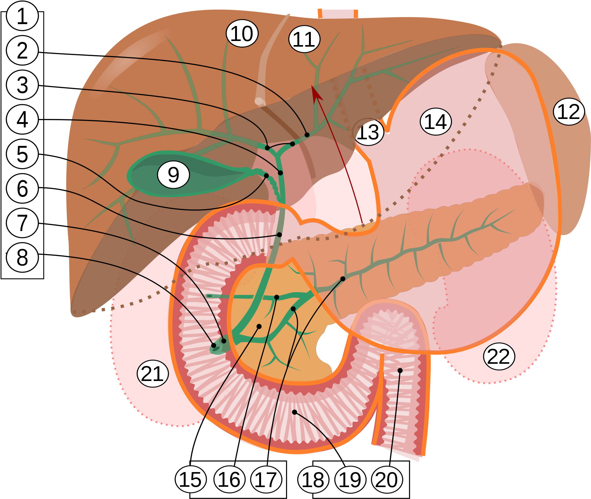 Bile Ducts - Ampulla Of Vater (2000x1710), Png Download