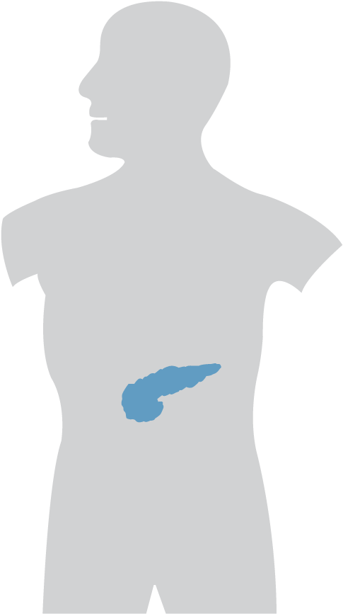The Pancreas Serves Multiple Roles In Both The Digestive - Coffee (886x886), Png Download