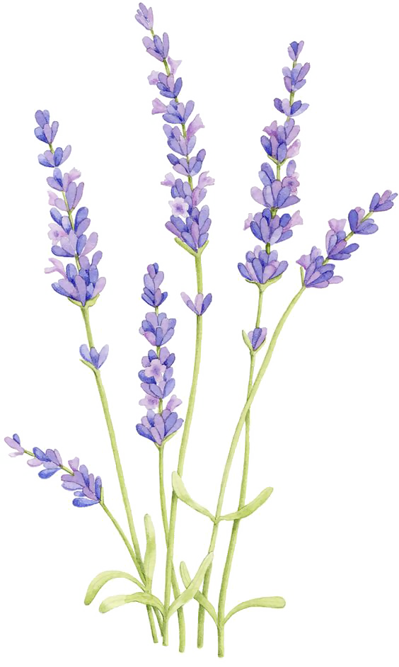 Flower Arrangement Png - Lavender Drawing (564x942), Png Download