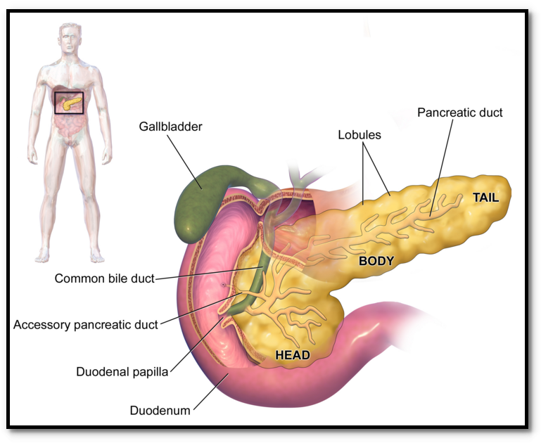 Pancreas Can Be Found Within Stomach Area As Well As - Imagenes De Órganos Humanos (792x647), Png Download