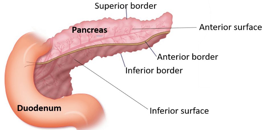 Pancreas -borders And Surfaces - Human (937x458), Png Download