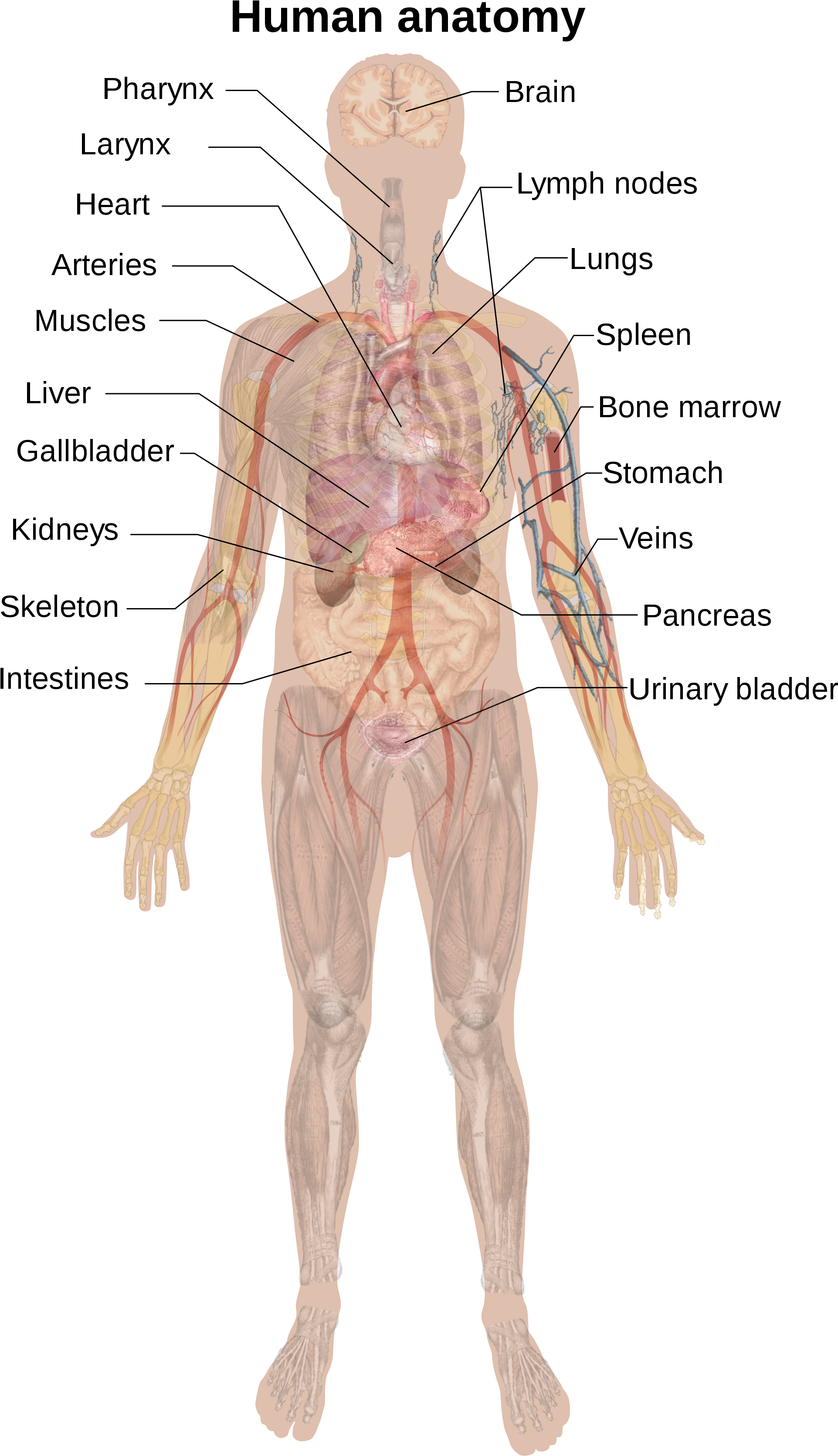 Open - Human Anatomy (2000x3393), Png Download