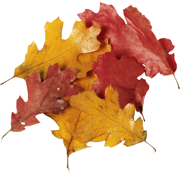 Fall Leaves Pile Png Download - Leaf (600x583), Png Download