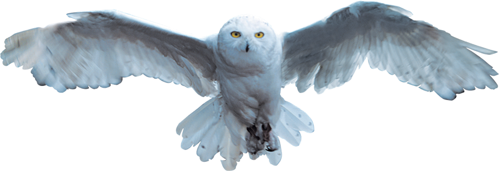Hedwig - Harry Potter Hedwig Flying (1024x352), Png Download