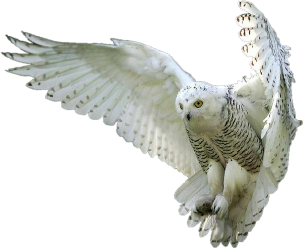 Owl Owls Whiteowl Hedwig Forest Fly Bird Birds - Owl Png (1256x1024), Png Download