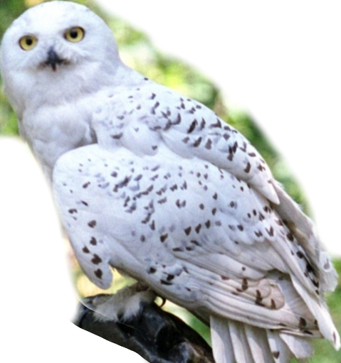 Hedwig Flying In Front Of Forest (479x511), Png Download