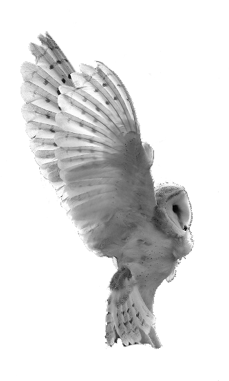 Owl (400x600), Png Download