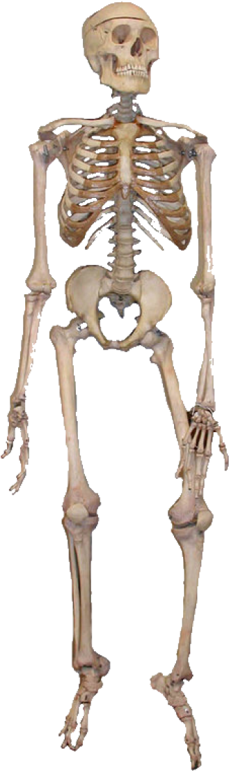 Skeleton Png Image - Human Skeleton Transparent Background (275x781), Png Download