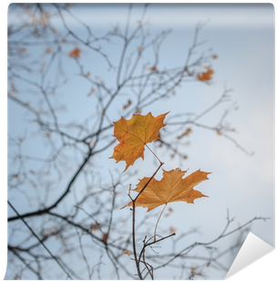 Yellow Autumn Fall Leaves Hanging On Leafless Tree - Autumn (400x400), Png Download