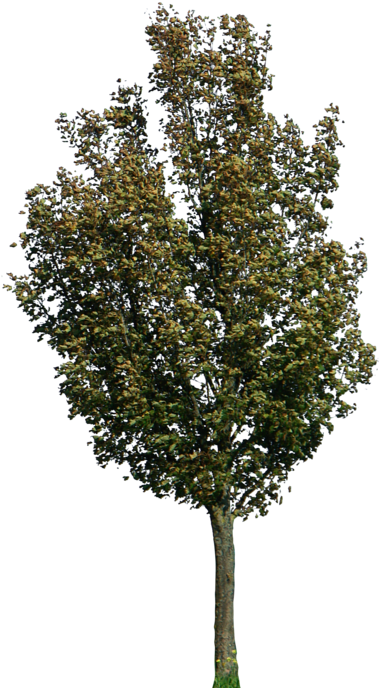 Tree 40 Png By Gd08 - Acer Campestre Png (400x695), Png Download