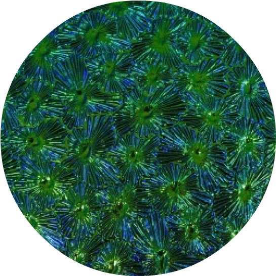 Circle (600x600), Png Download