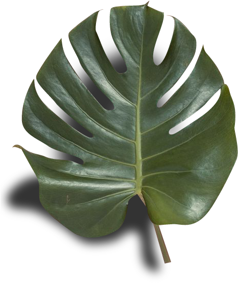 Png Pnged Plantwave Plant Blog Transparent Net Art - Swamp Chestnut Oak (500x628), Png Download
