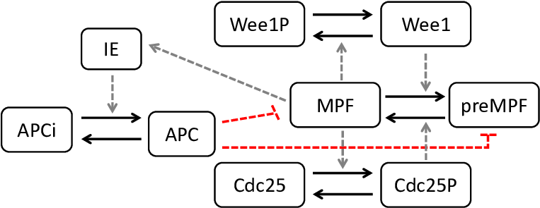 Schema Of The Cell Cycle Model Of Qu Et Al - Diagram (765x301), Png Download