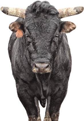 Chocolate Thunder - Bull Riding (391x421), Png Download