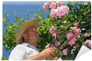 Gardner Pinching Off Dead Flowers Of A Pink Rose Wall - Gardening (400x400), Png Download