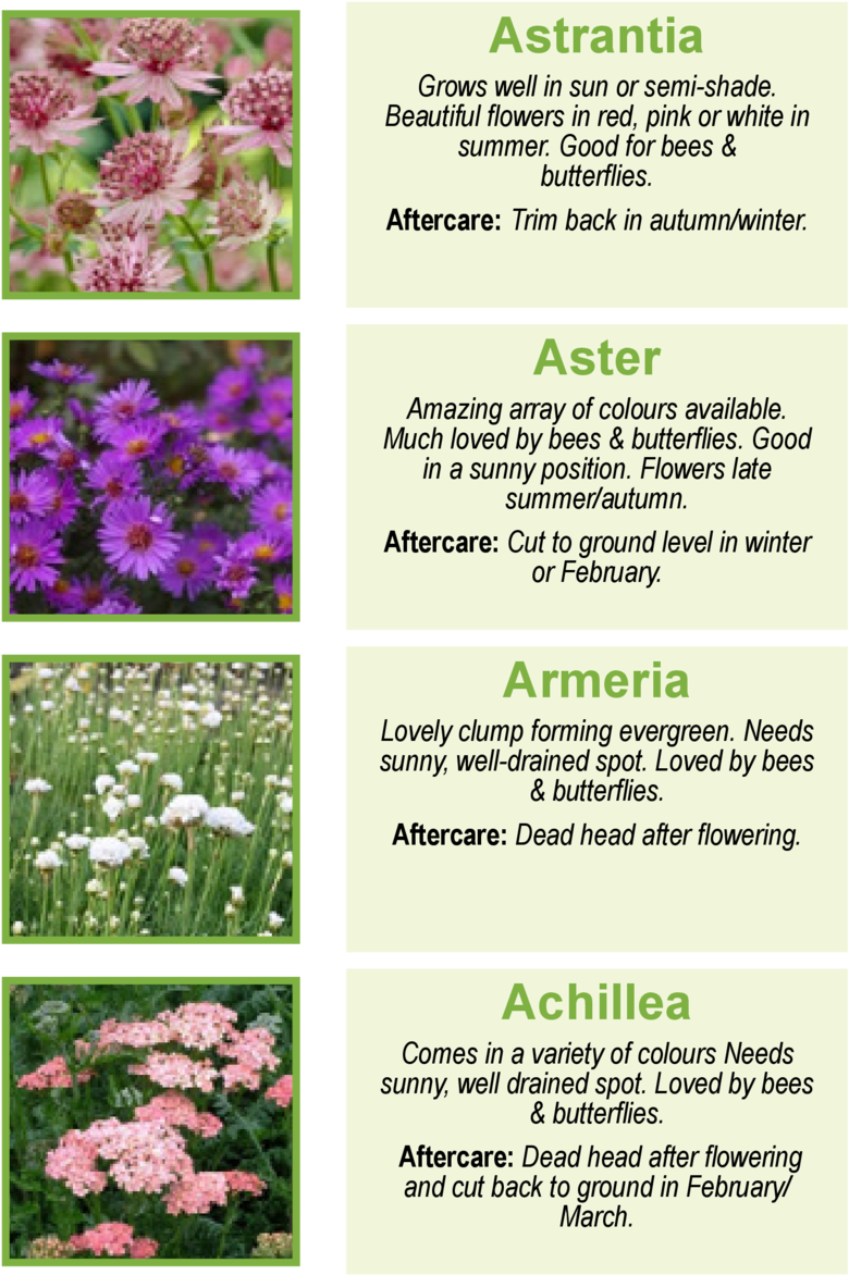 Astrantia Grows Well In Sun Or Semi-shade - Masterworts (960x1362), Png Download