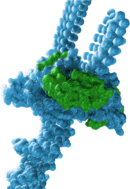 Novartis-owned Avexis Bringing $55m Gene Therapy Factory, - Avexis, Inc. (483x640), Png Download