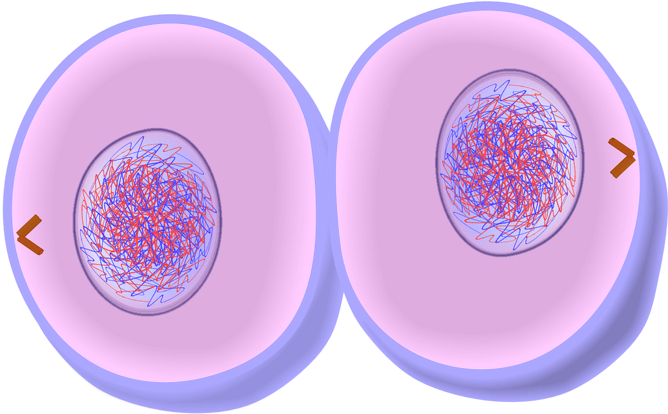 Cytokinesis Of Mitosis - Fifth Stage Of Mitosis (1348x843), Png Download