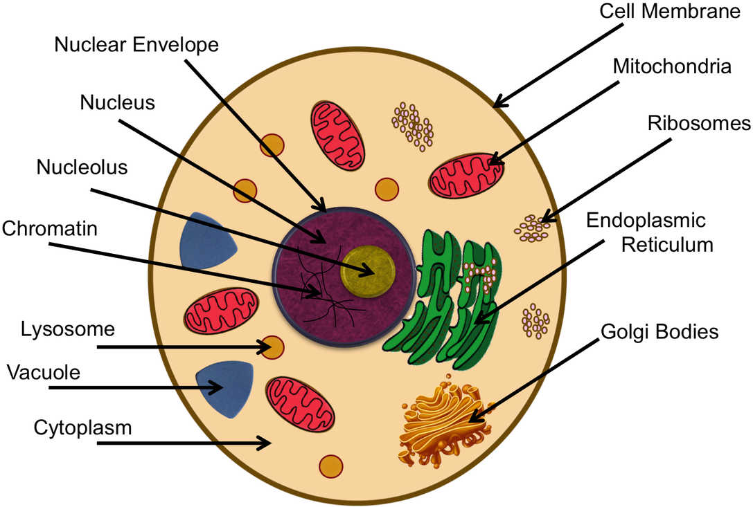 Animal Cell - Cytoskeleton In Animal Cell Project (1100x744), Png Download