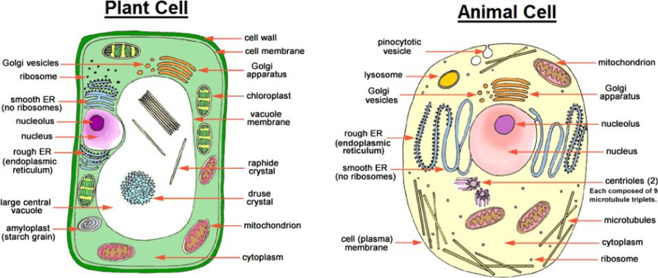 Image Showing Difference Between Animal Cell And Plant - Microfilaments In Plant Cell (957x405), Png Download