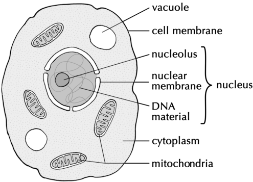 A Drawing Of A Typical Animal Cell - Easy Drawing Of Animal Cell (500x370), Png Download