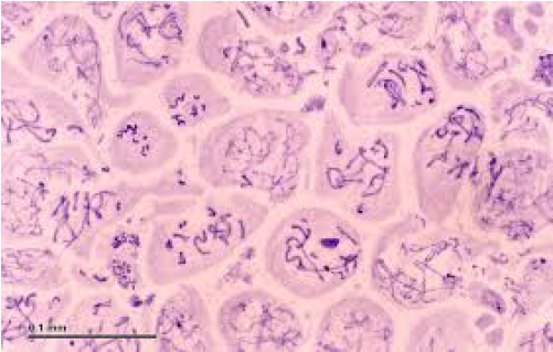 Prepared Slides, Meiosis In Animal Cell, Grasshopper, - Cell (500x554), Png Download