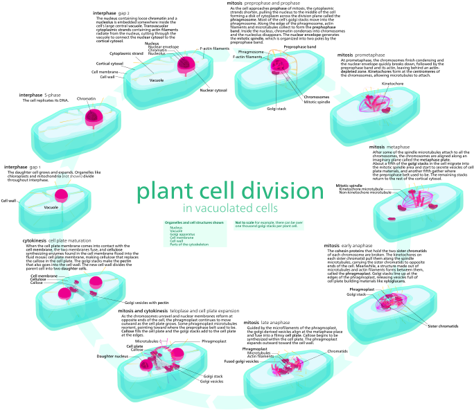 Plant Vs Animal Cell Division - Cell Cycle Diagram With Description (696x599), Png Download
