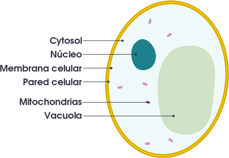 fungal cell vs animal cell