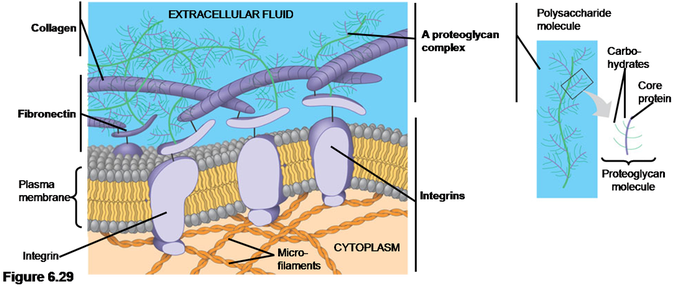 Animal Cells Lack Cell Walls Are Covered By An Elaborate - Extracellular Matrix Of A Cell (684x287), Png Download