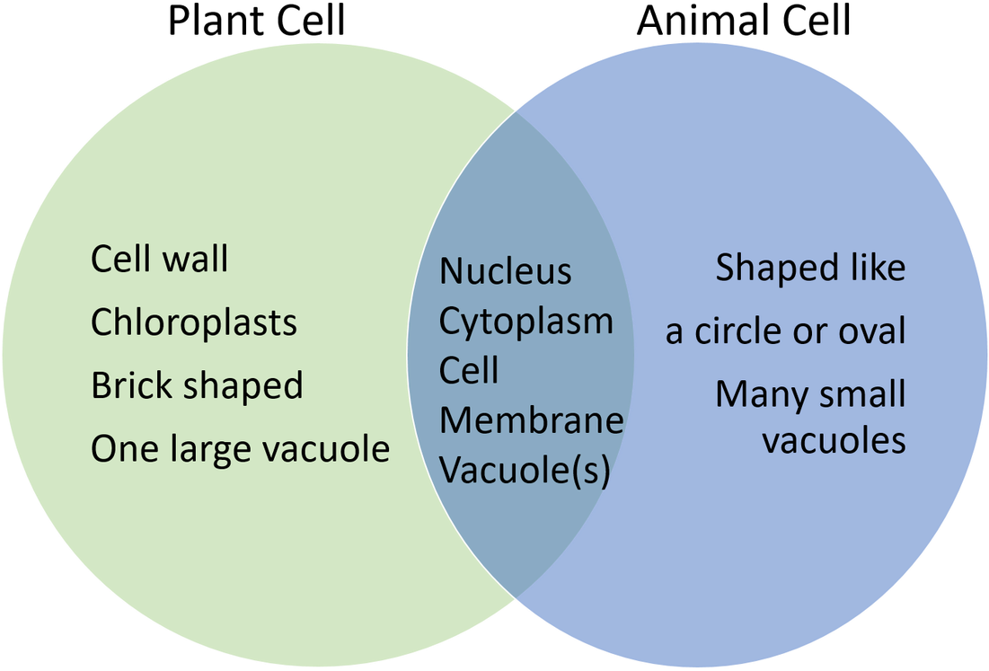 Circle (1100x774), Png Download