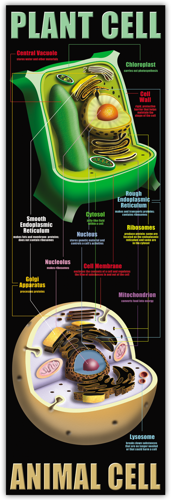 Plant & Animal Cells Colossal Poster - Poster About Plant And Animal Cells (2000x2000), Png Download
