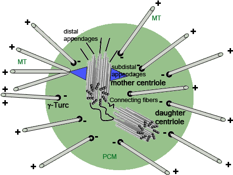Centrosomes In Fertilization, Early Embryonic Development, - Centrosome (511x381), Png Download