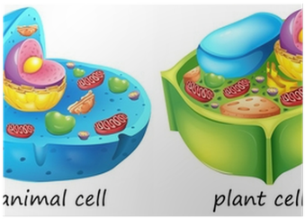 Example Of A Animal Cell (400x400), Png Download