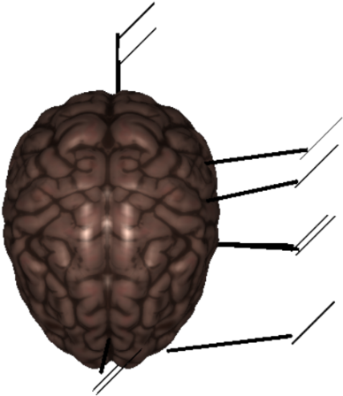 Labelled Animal Cell - Illustration (420x479), Png Download