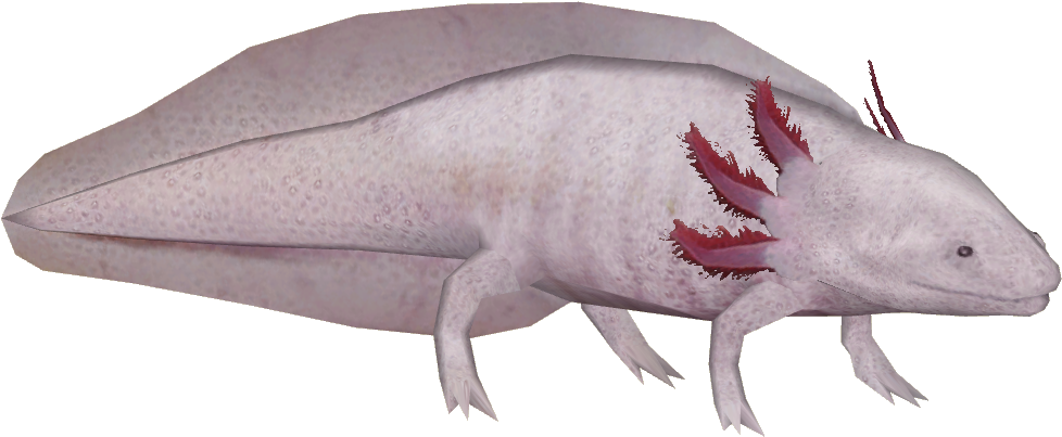 Axolotl 2 - Wiki (977x977), Png Download