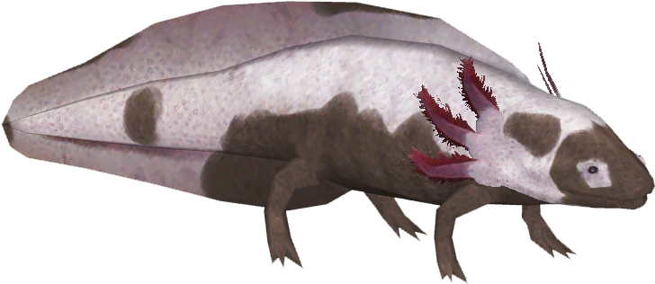 Axolotl Variants 5 - Rat (727x727), Png Download