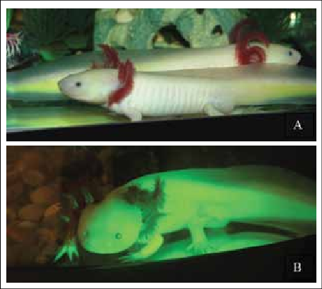 Transgenic Axolotls Expressing Gfp - Green Fluorescent Protein (459x413), Png Download