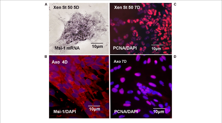 Xenopus And Axolotl Msi 1, Proliferation In Vitro - Riboprobe (850x473), Png Download