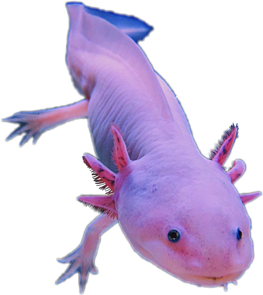 Axolotl Amphibians Pink Cute Animal Sticker Editfreetoe (960x1280), Png Download