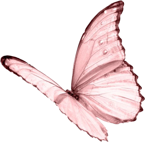 Moodboard Aesthetic Pastel Pink Butterfly Niche Png - White Butterfly Transparent Background (599x587), Png Download