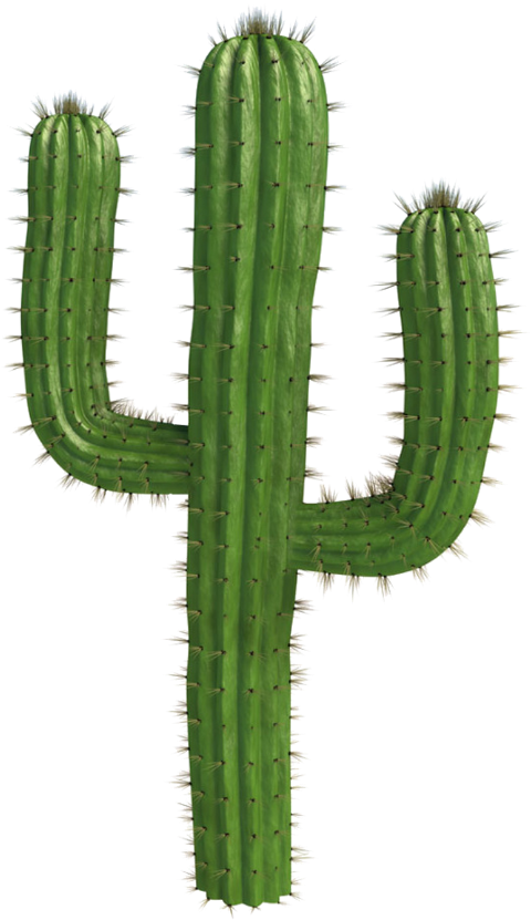 Cactus Plants Desert @freetoedit - Bnha Memes (1024x1024), Png Download